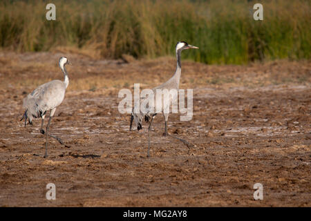Common Crane, Grus grus, Little Rann of Kutch, Gujarat Stock Photo