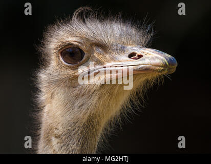 common ostrich Stock Photo