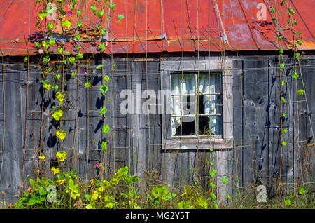 Still life of a gray, weathered wooden garden shed with a red tin roof, a trellis and growing vines in Plainfield, New Hampshire, United States. Stock Photo