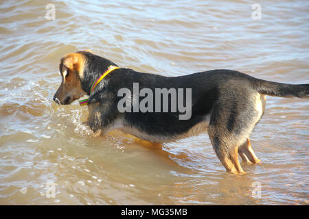 mongrel dog puppy playing on the beach Stock Photo