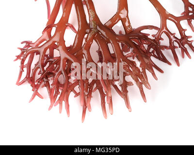 Gigartina Pistillata  Edible red seaweed in the family Gigartina. Binomial name: Gigartina Pistillata. Stock Photo