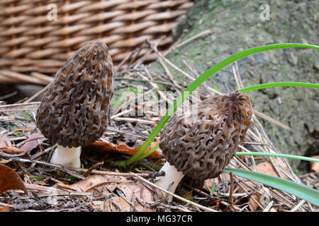 Small group of two Morchella conica mushrooms or Black Morels in natural habitat before picking up and wicker basket far in background Stock Photo