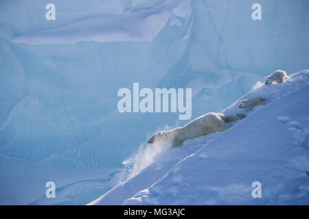 female polar bear with two very young cubs, born a few months ago,  slides down the snow and ice of an iceberg on Baffin Island, Northern Canada Stock Photo