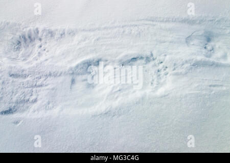 Polar bear footprints in the snow, Baffin Island, Nunavut, Canada Stock Photo