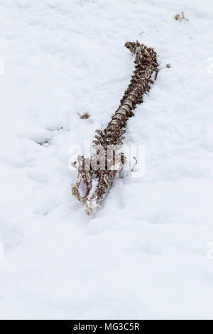 Spine of a ring seal after a polar bear had killed and eaten it.  Baffin Island, Nunavut, Canada, Arctic Stock Photo