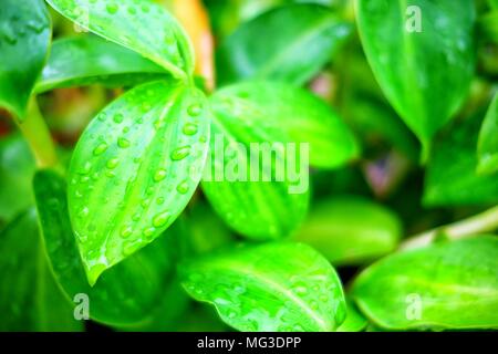 Raindrops on Green Leaves Background. Stock Photo