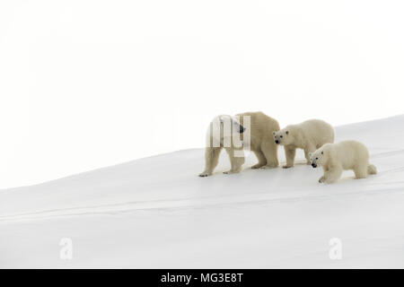 Mother polar bear and 2 yearling cubs walking on an iceberg, Baffin Island, Canada, nunavut, arctic Stock Photo