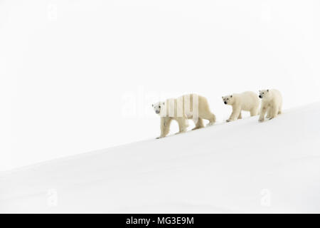 Mother polar bear and 2 yearling cubs walking on an iceberg, Baffin Island, Canada, nunavut, arctic Stock Photo