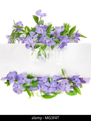 Spring flowers Periwinkle isolated in white Stock Photo