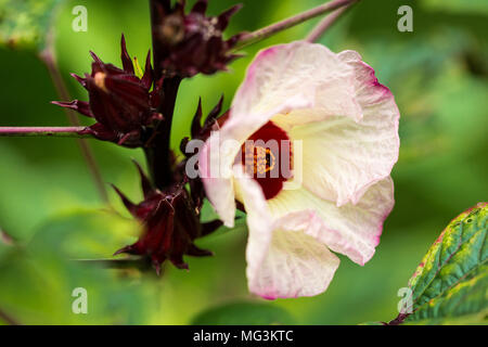 Native Hibiscus - Rosella Hibiscus Flower- Stock Photo