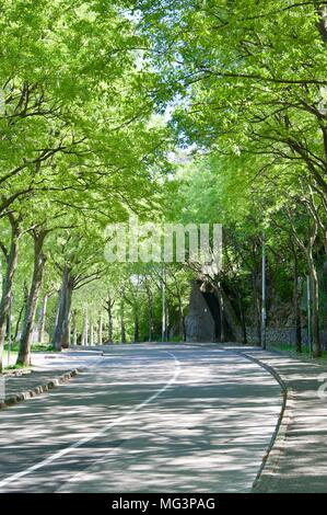 Road with green trees either side and sun coming through making interesting shadows on the road Stock Photo