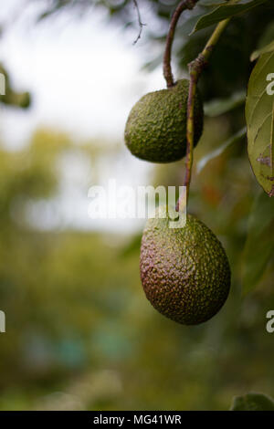 Avocado fruit hanging on the tree before harvest. Stock Photo