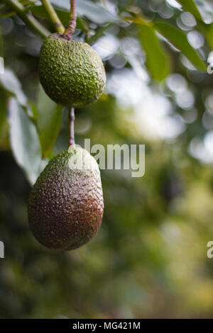 Avocado fruit hanging on the tree before harvest. Stock Photo