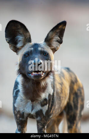 portrait of African Wild Dog (Lycaon pictus) looking straight at the camera Stock Photo
