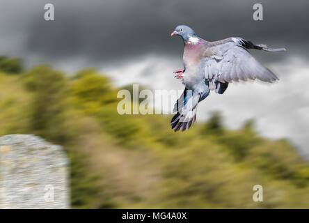 Common Wood Pigeon (Columba palumbus) flying fast coming into land on a post in the UK. Dramatic bird in flight. BIF motion blur. Pigeons. Woodpigeon. Stock Photo