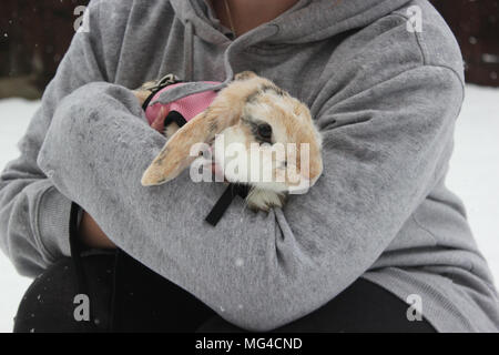 Sunday December 10th, Snow covered landscape in England. Rabbits being walked by there owners. Rosanna Marie Saracino/Alamy Live News Stock Photo