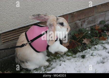 Snow, wintertime, oxfordshire Stock Photo
