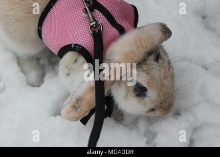 Snow, wintertime, oxfordshire Stock Photo