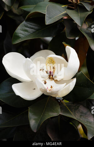 A blooming white magnolia flower Stock Photo