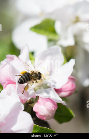 Bee collects pollen sitting on the apple tree flower Stock Photo