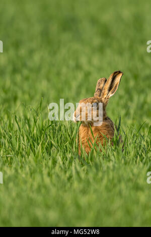 Brown Hare(Lepus europaeus) feeding in a Norfolk cereal crop. United Kingdom. Stock Photo