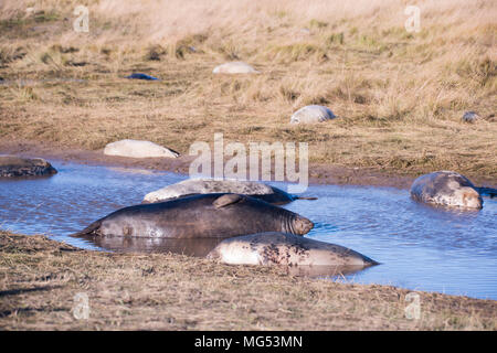 Donna Nook, Lincolnshire, UK – Nov 16: Grey seals come ashore for birthing season lie in the shallows on 16 Nov 2016 at Donna Nook Seal Sanctuary, Stock Photo