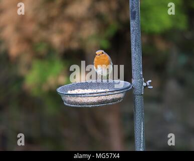 A Robin Sits On A Bird Feeder Looking For Food Stock Photo