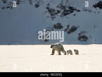 Mother polar bear and two of this years newborn cubs walk across the ice of a frozen fjord, Baffin Stock Photo