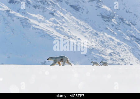 Mother polar bear and two of this years newborn cubs walk across the ice of a frozen fjord, Baffin Stock Photo