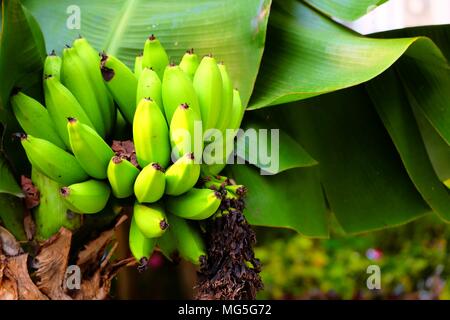 Dwarf Cavendish Banana Tree. Stock Photo