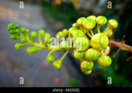 Close-up Young Sal Tree Fruit in Selective Focus. Stock Photo