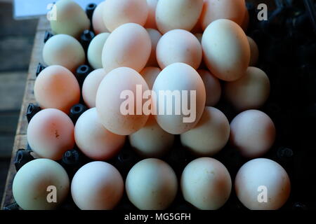 Fresh Duck Eggs in Plastic Egg Panel. Stock Photo