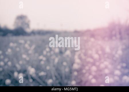 Blurred Grass Field with Tree and Light leak Background. Stock Photo