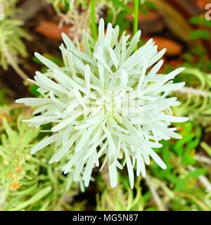 Closed-up White Crossostephium Chinense Flower. Stock Photo