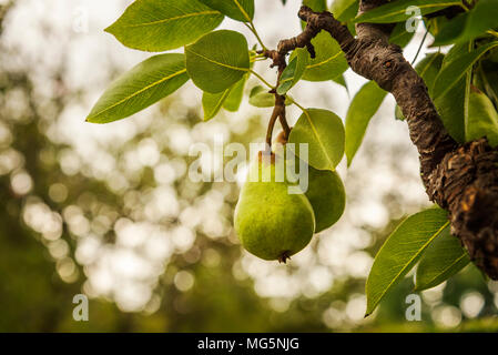 Ripe pear fruits on a tree. Stock Photo
