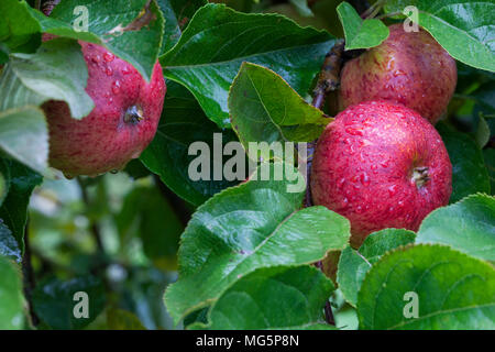 Apple varieties. Apple County Cider Stock Photo