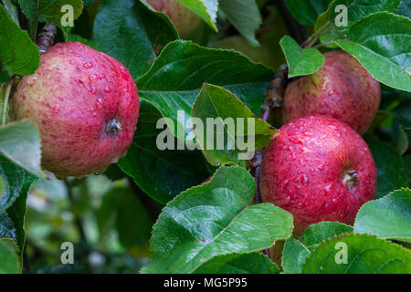 Apple varieties. Apple County Cider Stock Photo