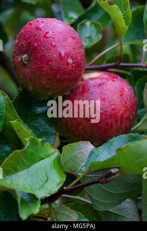 Apple varieties. Apple County Cider Stock Photo