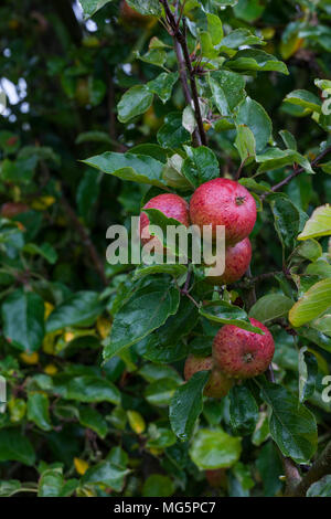 Apple varieties. Apple County Cider Stock Photo