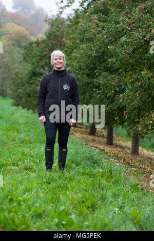 Apple varieties. Apple County Cider Stock Photo