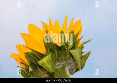 Single Helianthus flower commonly known as small sunflower seen from behind aganist a sky backround Stock Photo