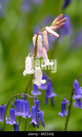 Bluebell woods in Springtime Stock Photo