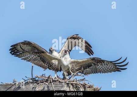 Osprey nest J.N. "Ding" Darling National Wildlife Refuge USA Stock ...