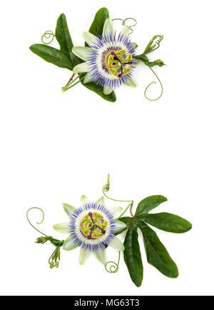 Passion flower on white. Stock Photo