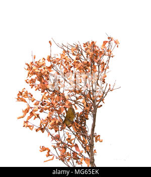 Tree dead isolated on white background Stock Photo