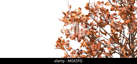 Tree dead isolated on white background Stock Photo
