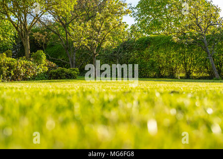 Interesting, ground level, shallow focus image of a large and well-kept garden seen in summer. Stock Photo