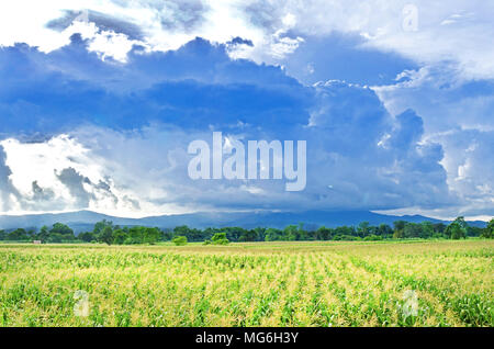 Landscape of corn field with the sunset on the farm, Green corn and beautiful blue sky, Corn farm and sunset at local city Stock Photo