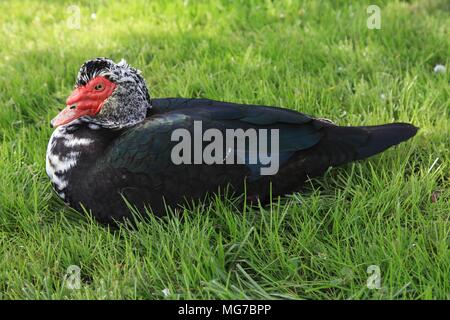 1 Muscovy duck - Cairina moschata sitting in meadow land Stock Photo