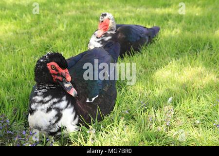 Two Muscovy ducks - Cairina moschata sitting in meadow land, muskavyduck Stock Photo